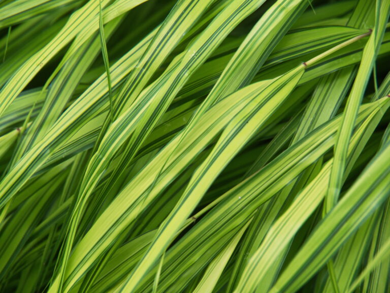 Grass Texture Background Royalty Free Photo