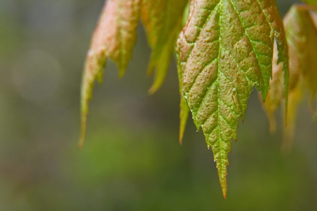 Fall Leaf Nature