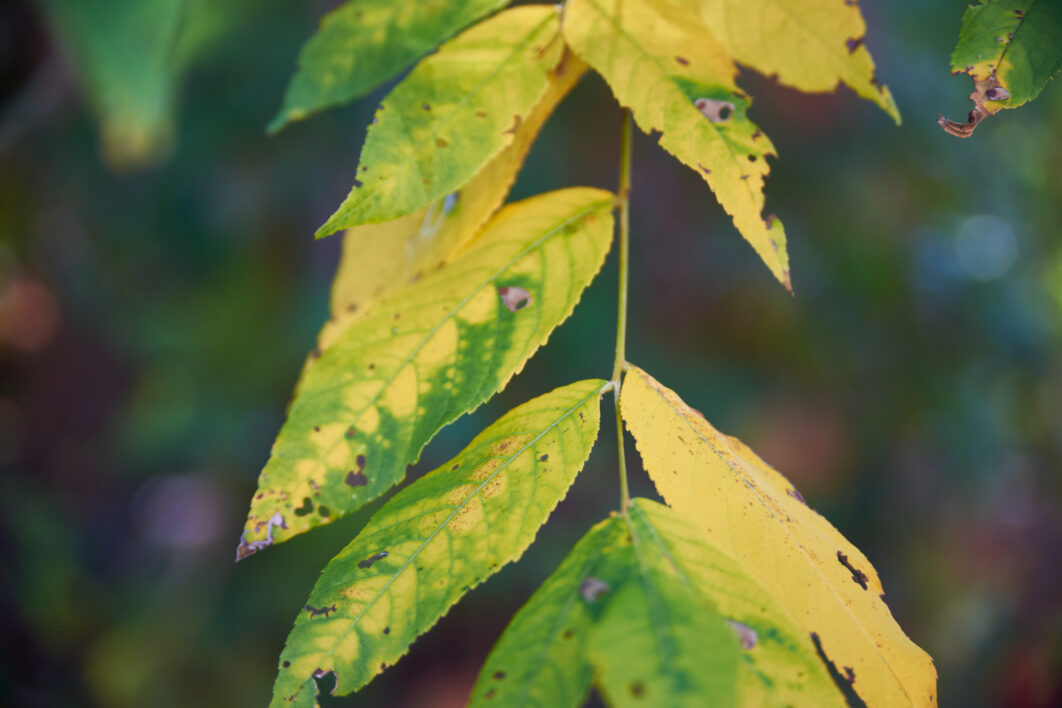 Fall Leaf Autumn