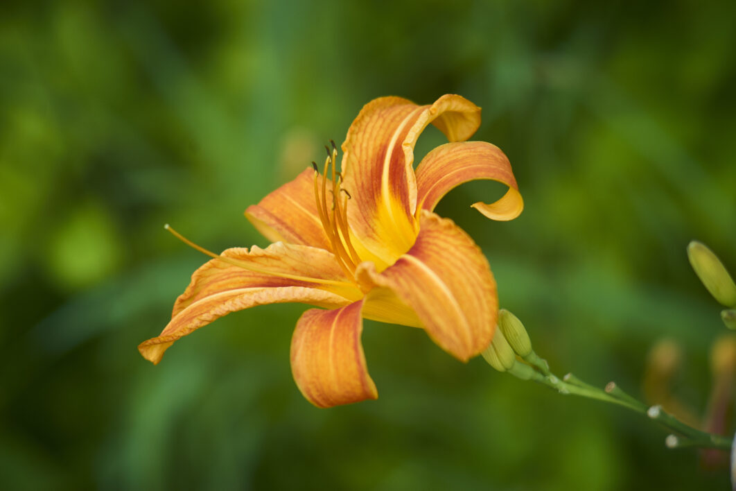 Fresh Orange Flower