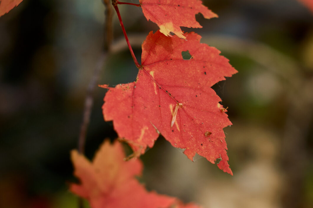 Autumn Maple Fall