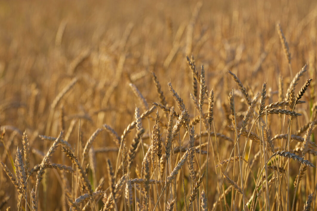 Autumn Wheat Background