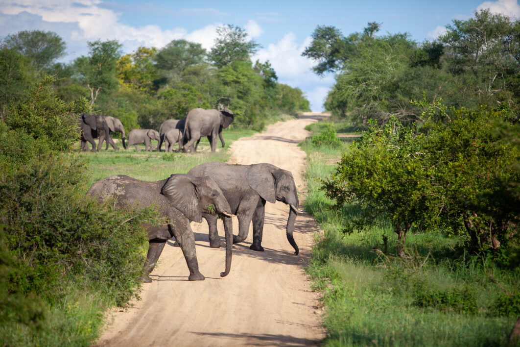 Elephants Africa Nature