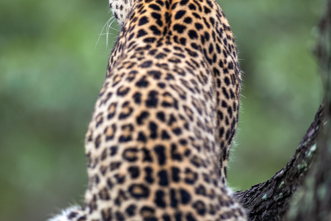 Leopard Nature Animal