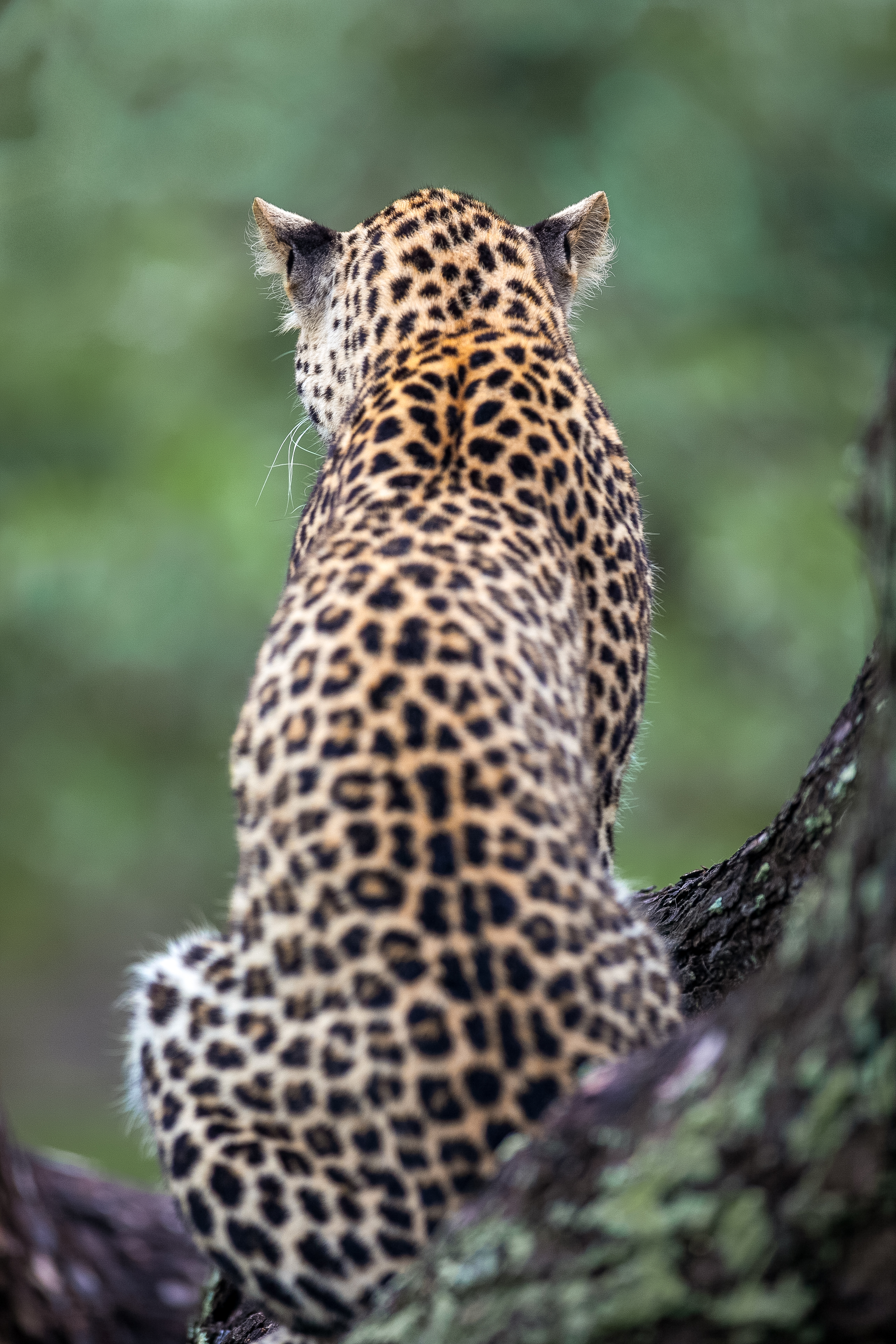 Leopard Nature Animal Royalty Free Photo
