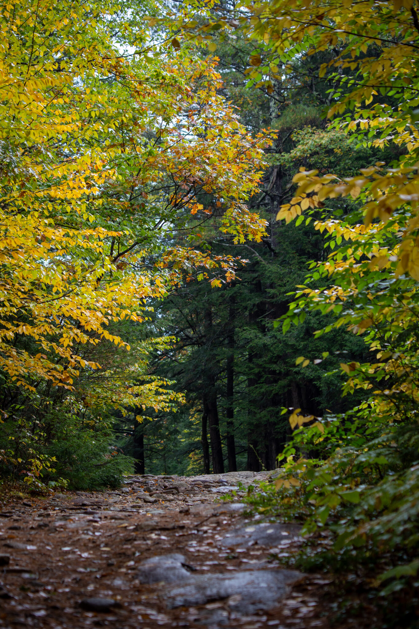 Autumn Forest Path Royalty Free Photo