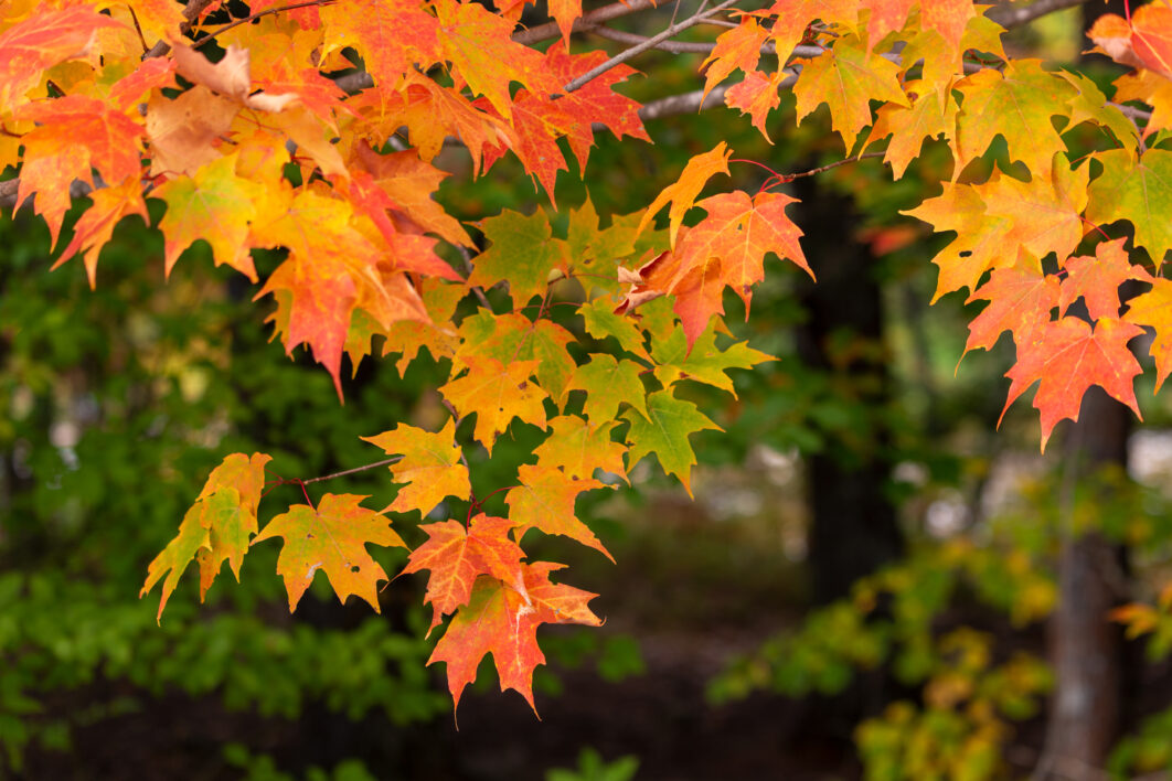 Colorful Autumn Leaves