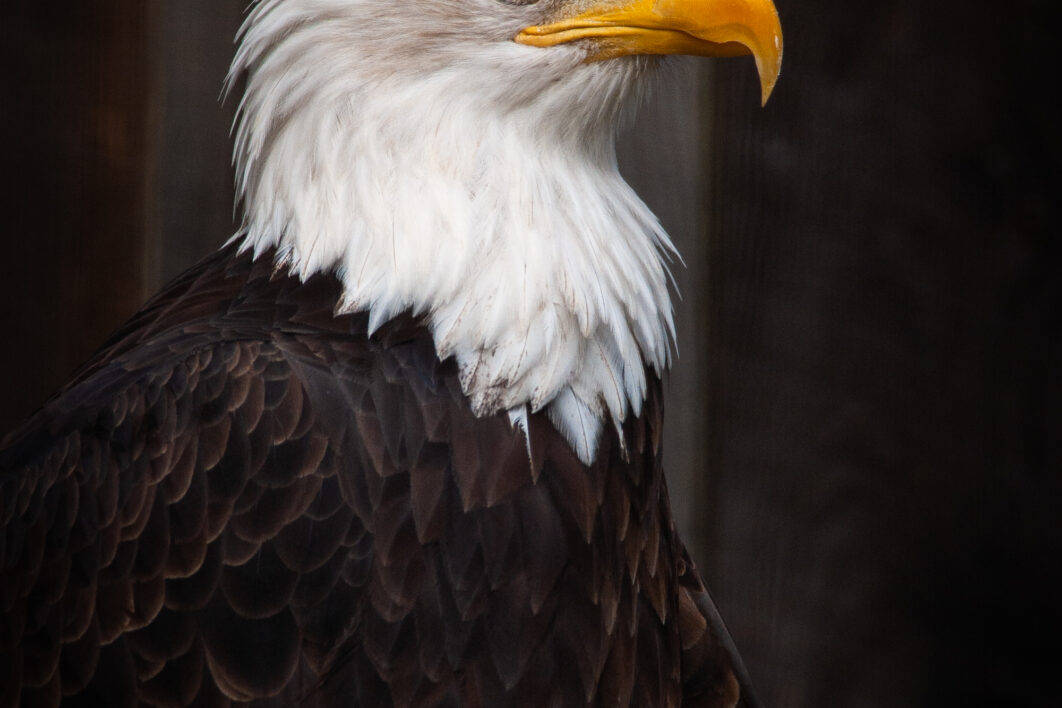 Bird Eagle Nature