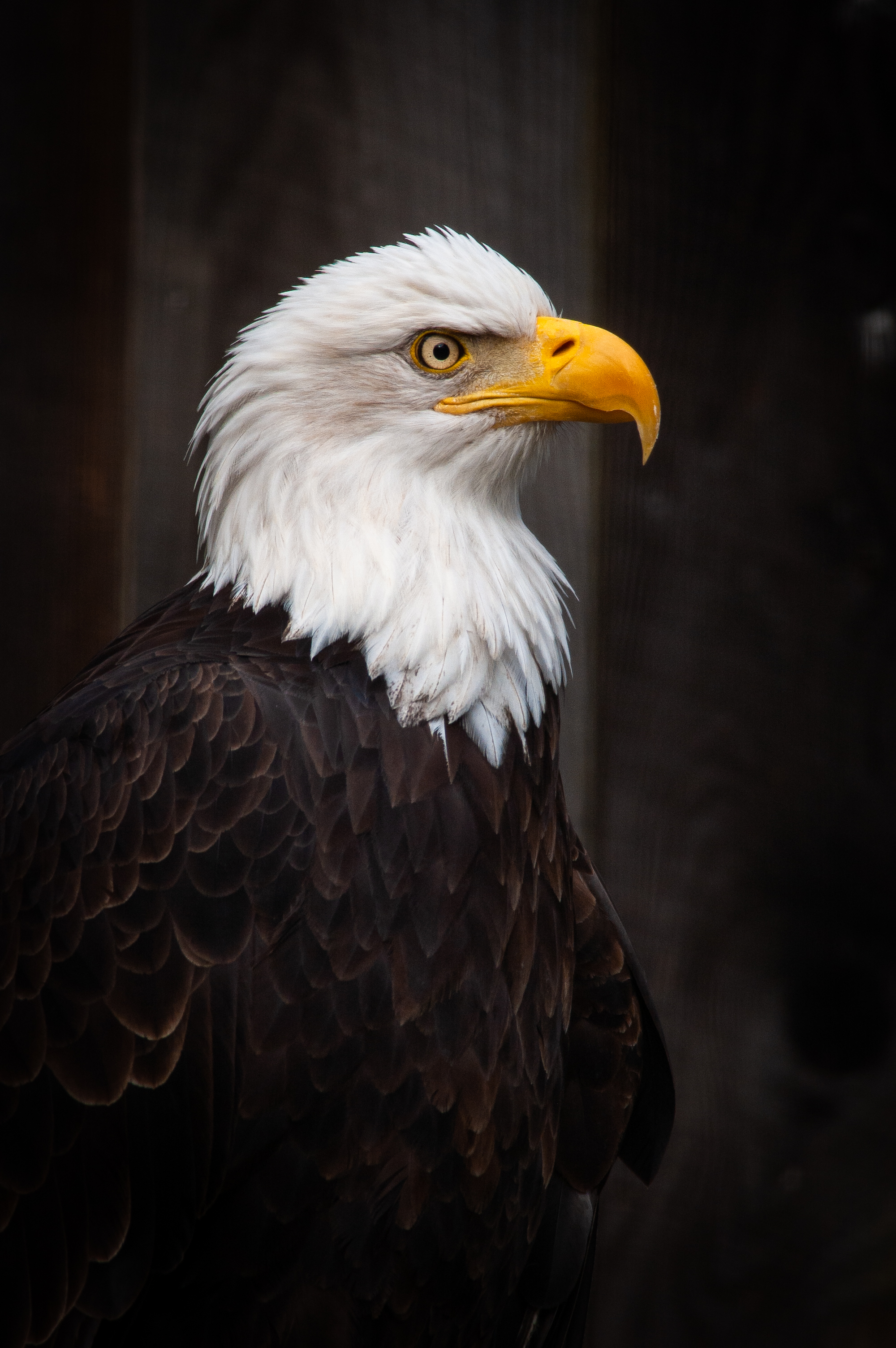 eagle images photography