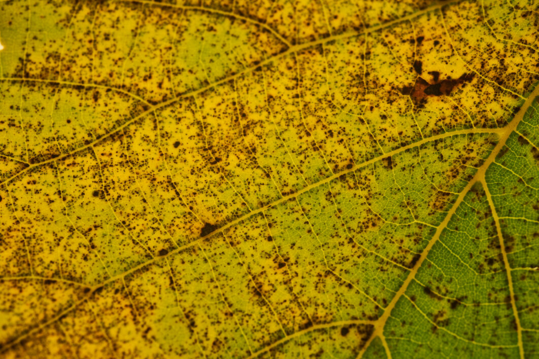 Macro Autumn Leaf