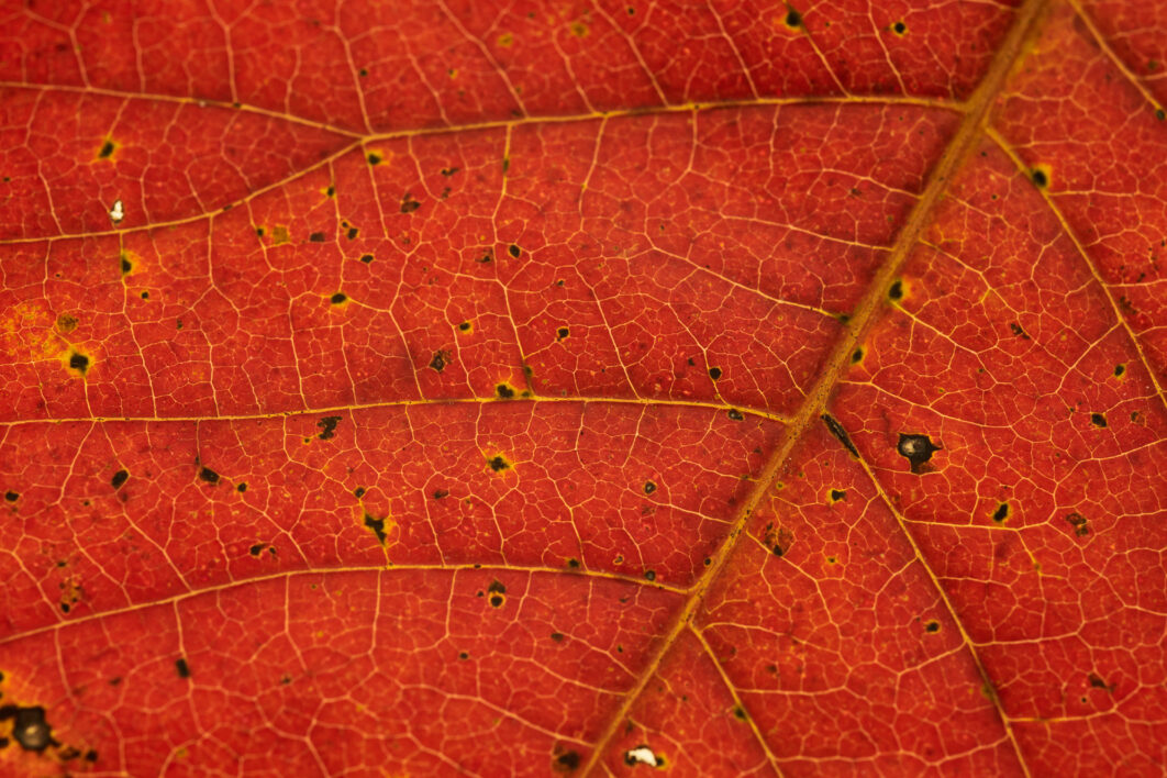 Macro Fall Leaf