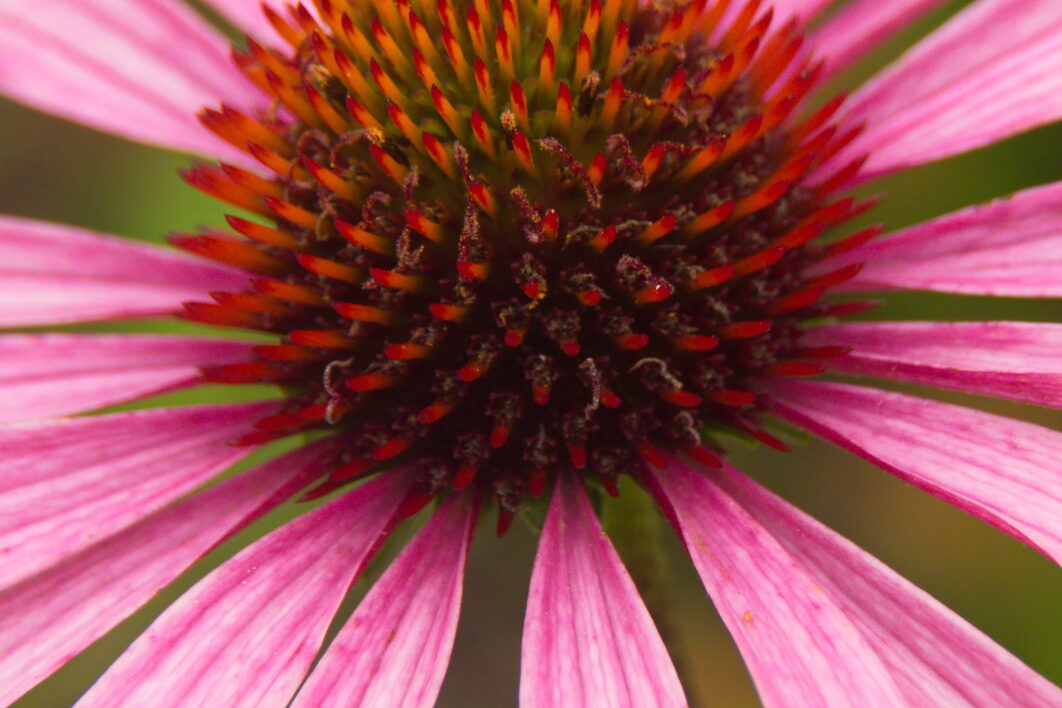 Macro Flower Blossom