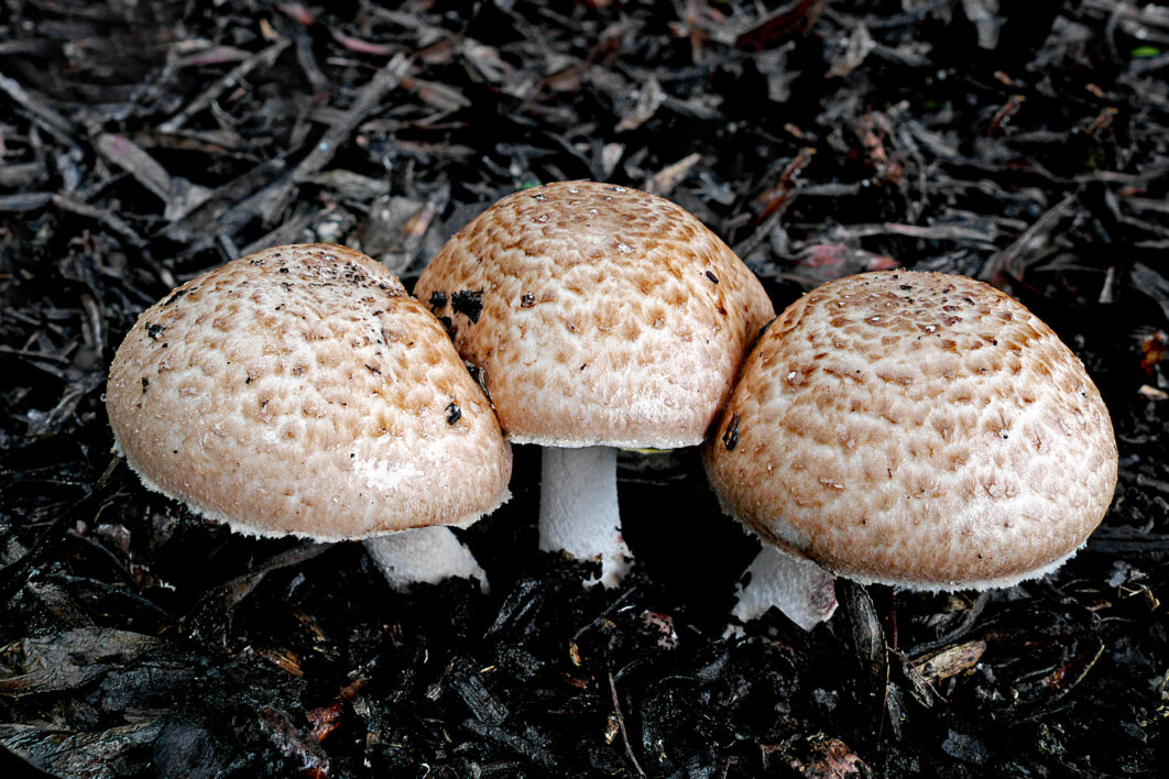 Mushroom Fungus Nature