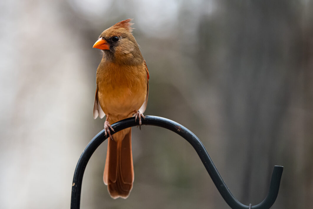 Perched Bird Nature