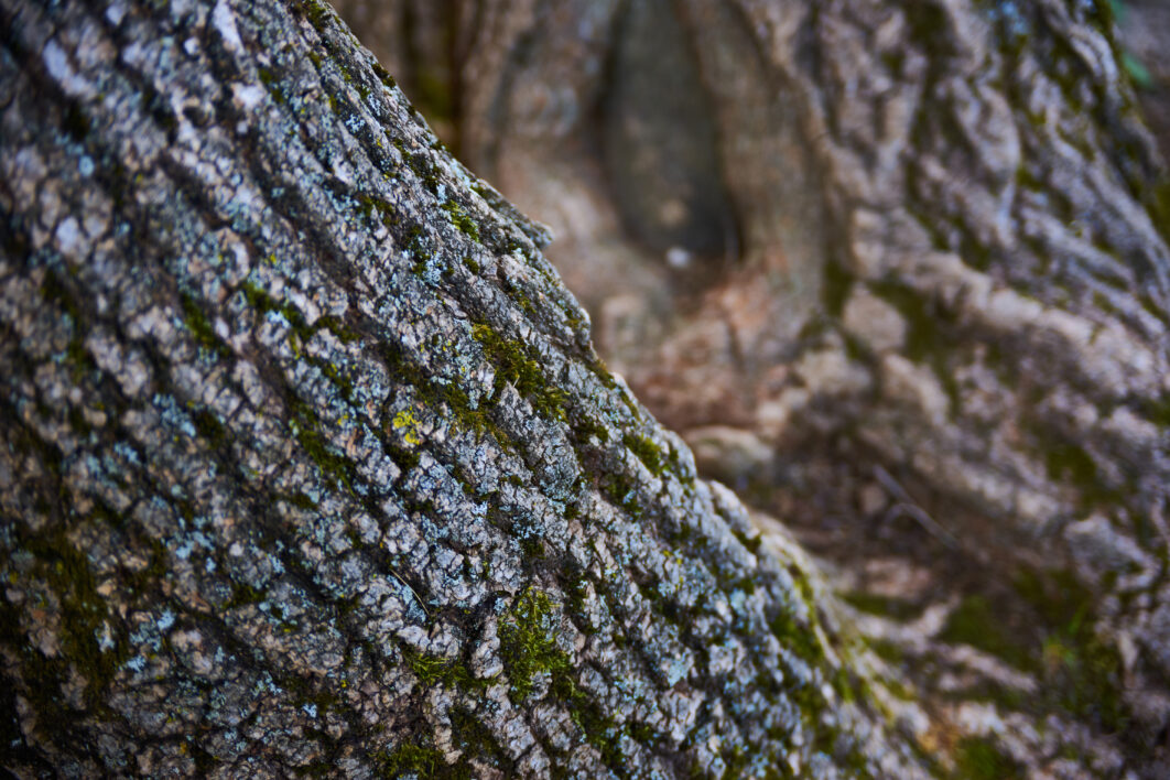 Tree Bark Texture