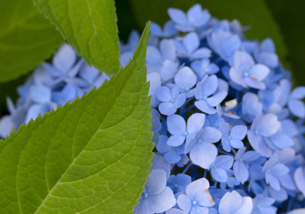 Blue Flowers Petals