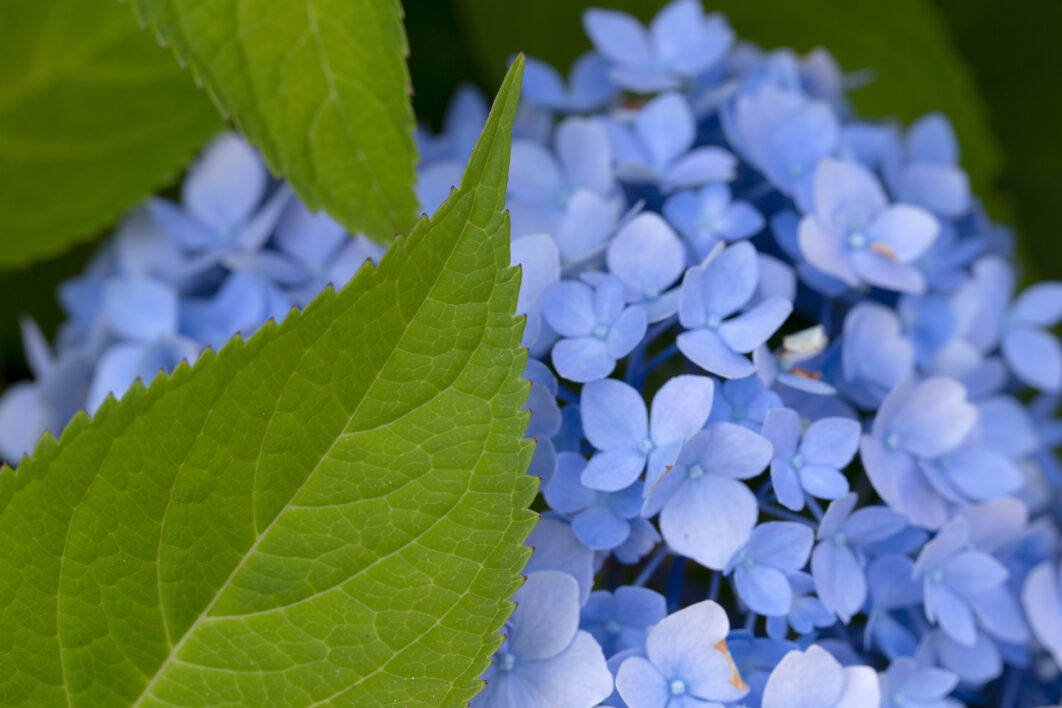 Blue Flowers Petals