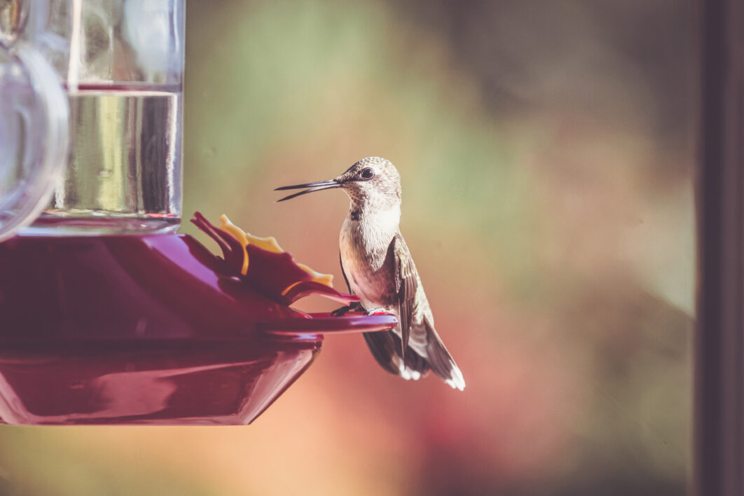 Bird Feeder Nature