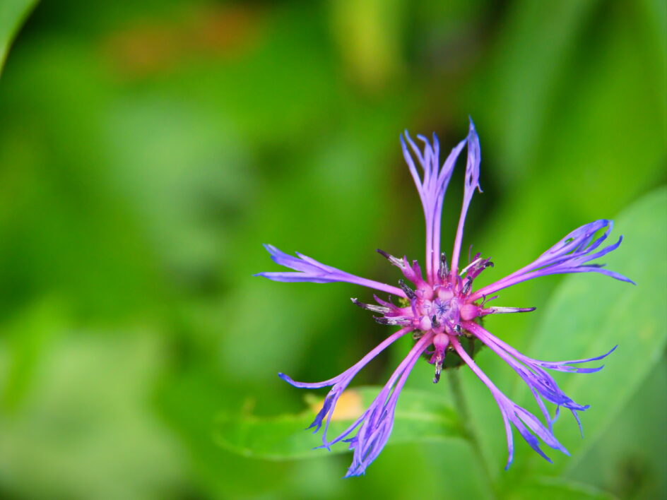 Purple Wildflower Garden