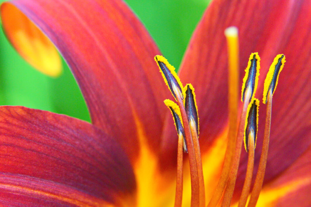 Macro Flower Background