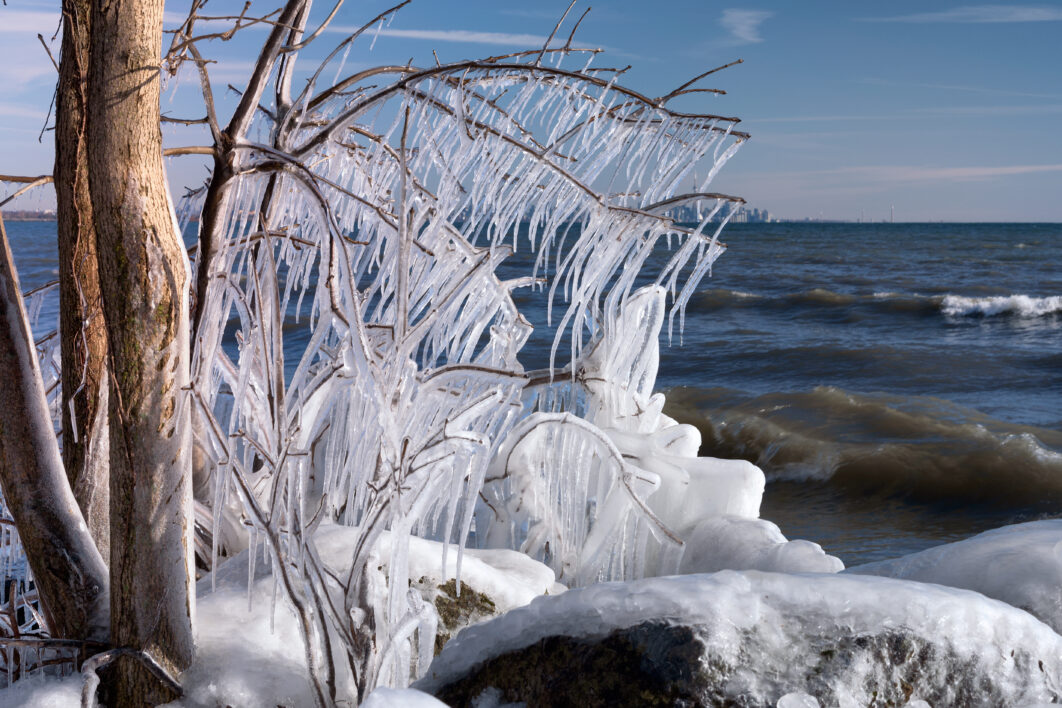 Frozen Tree Branch