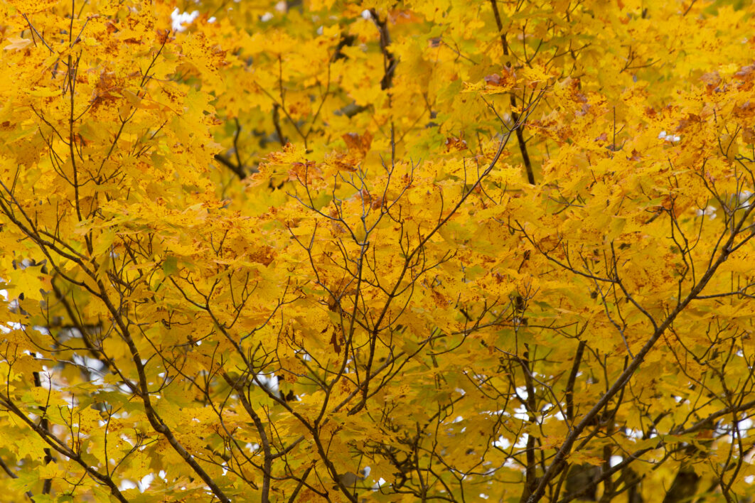 Autumn Tree Background