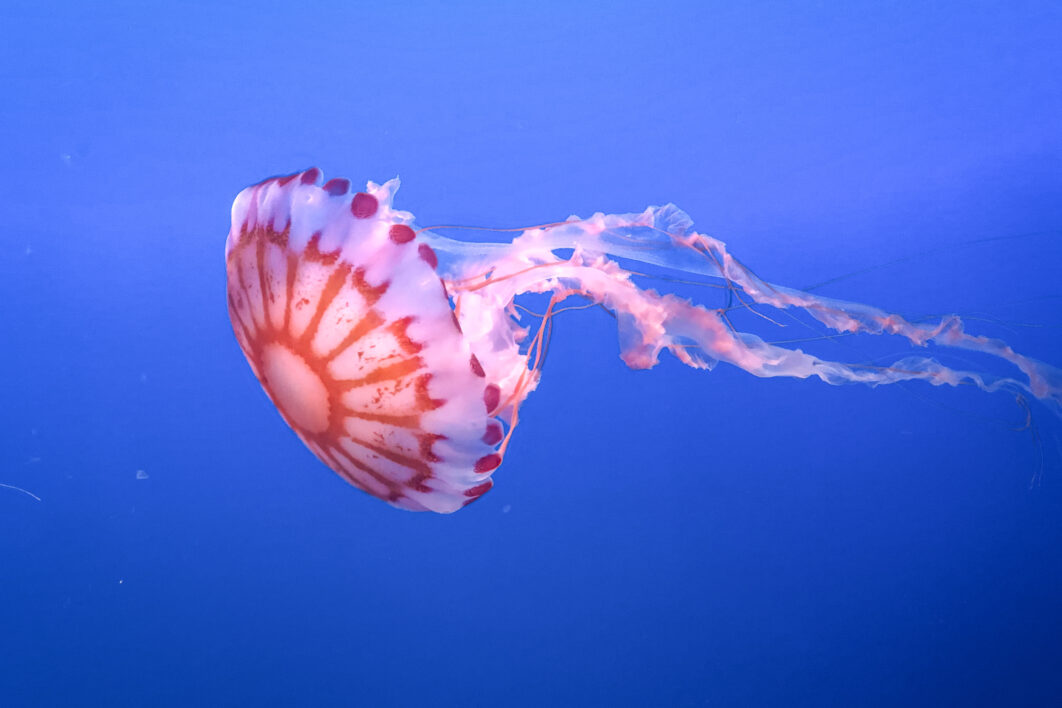 Jellyfish Water Animal