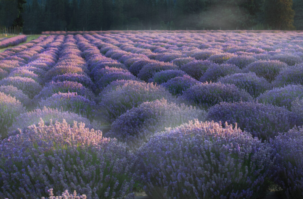 Purple Flowers Field
