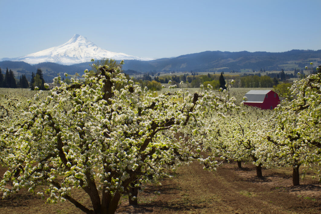 Orchard Tree Landscape