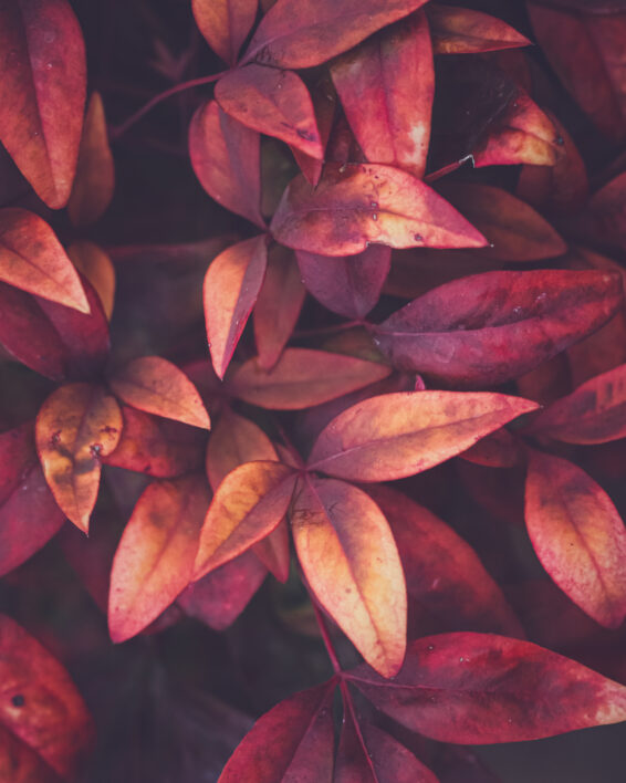 Red Leaf Nature Royalty Free Photo