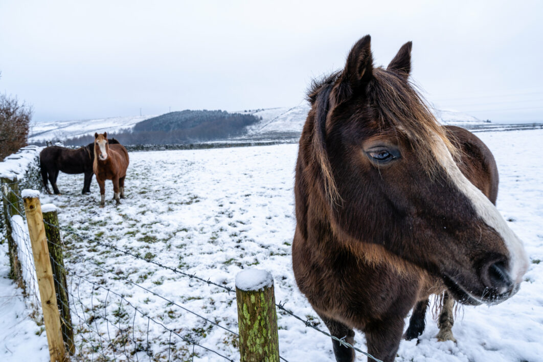 Horse Winter Animal