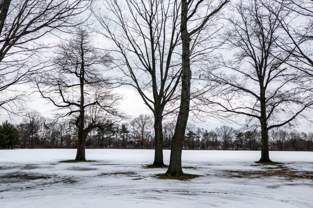 Bare Tree Nature