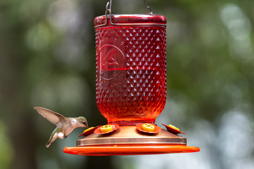 Bird Feeder Nature