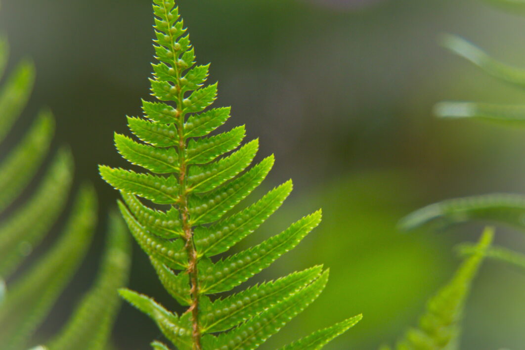 Fern Green Close