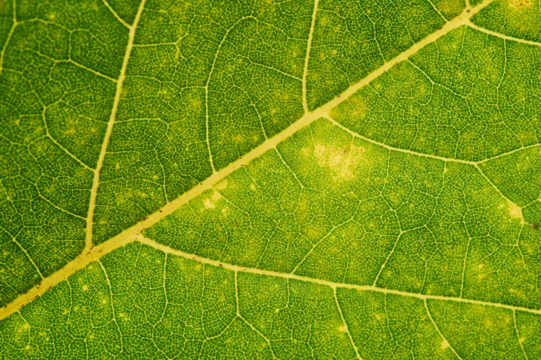 Green Leaf Background