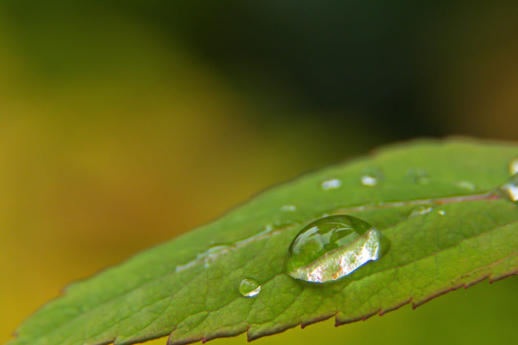 Dew Drops Leaf