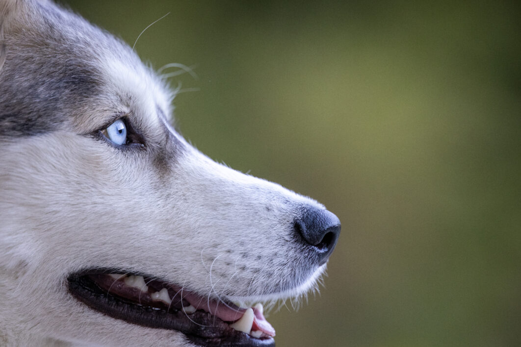 Husky Animal Dog