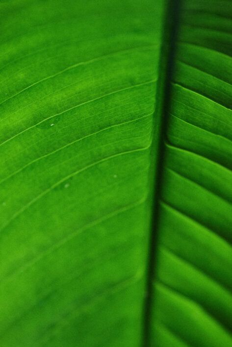 Abstract Green Leaf