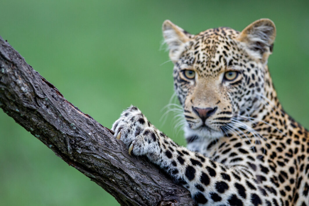 Leopard Nature Animal Royalty Free Photo