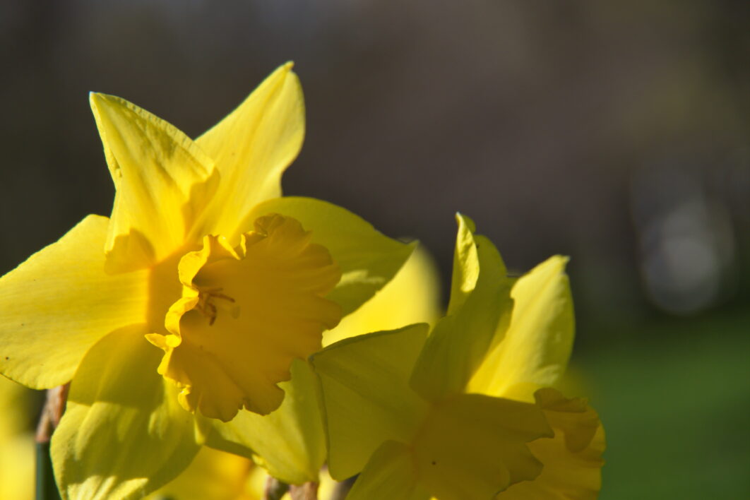 Yellow Flowers Garden