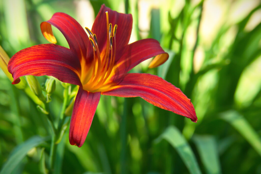 Wild Flower Garden