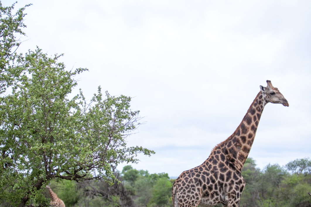 Giraffe Animal Wildlife