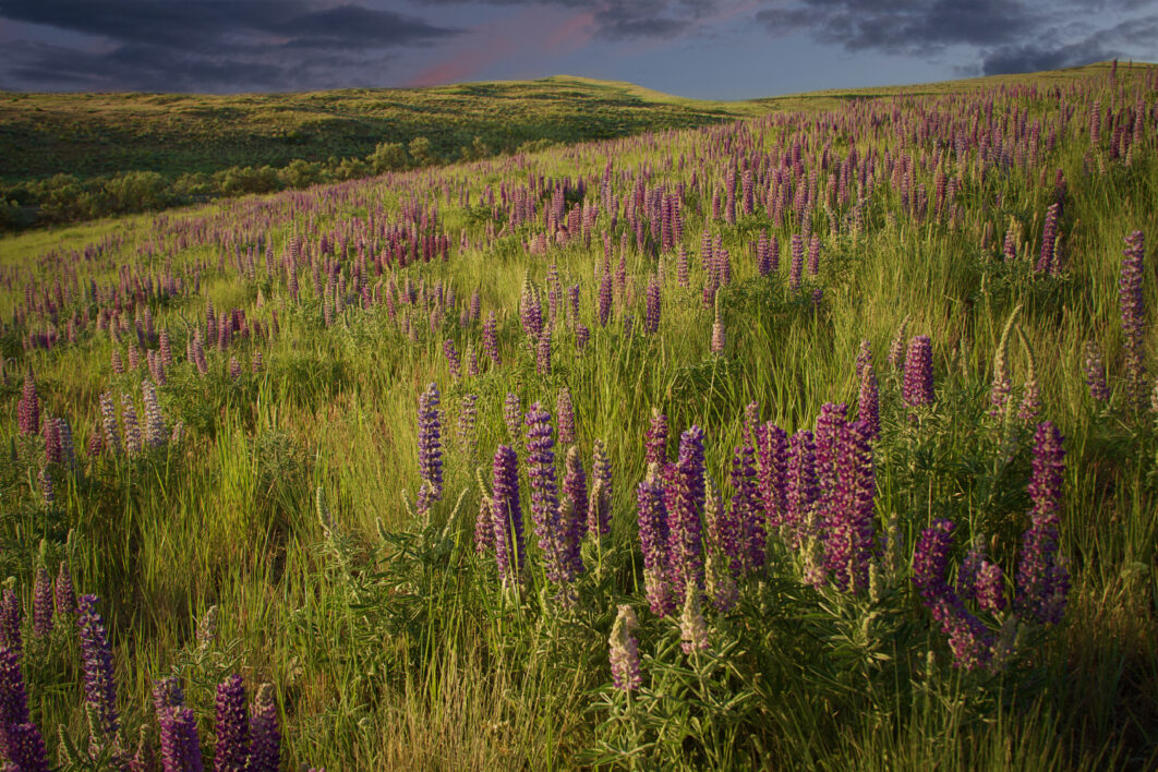 Lupine Flowers Field