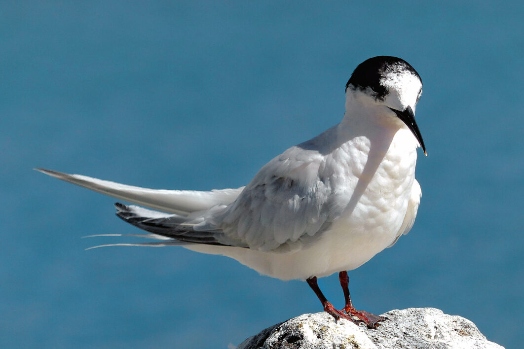 Bird Shore Water