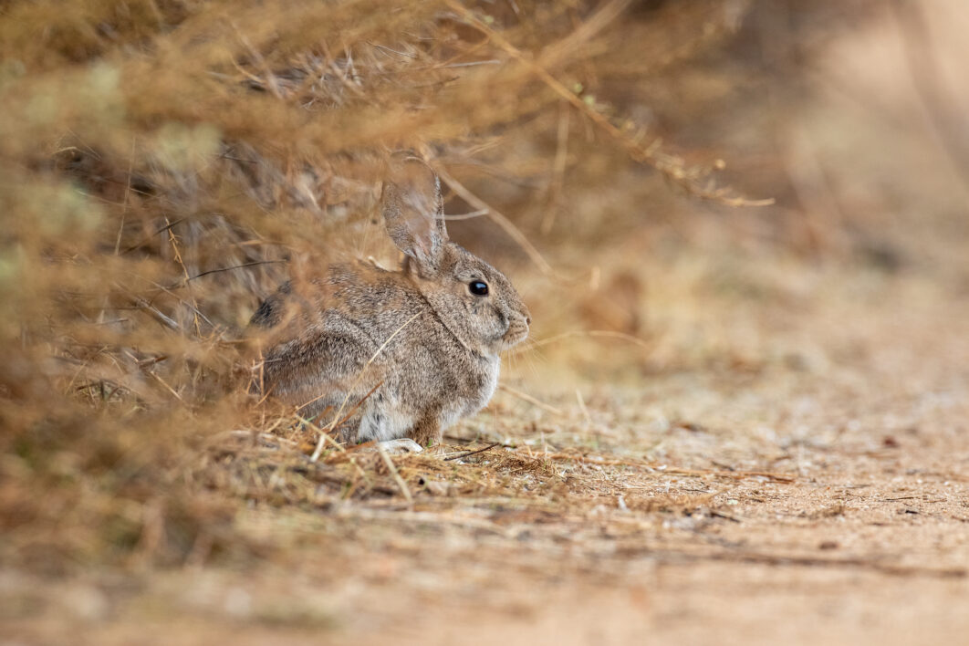 Rabbit Nature Bunny
