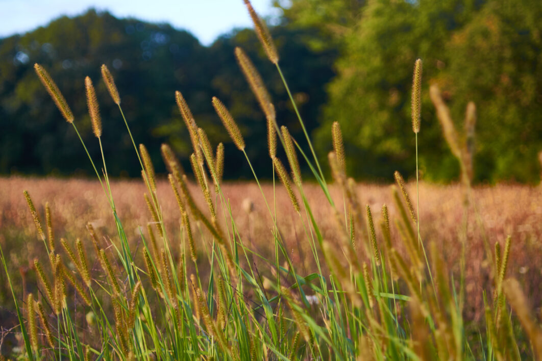 Tall Grass Nature
