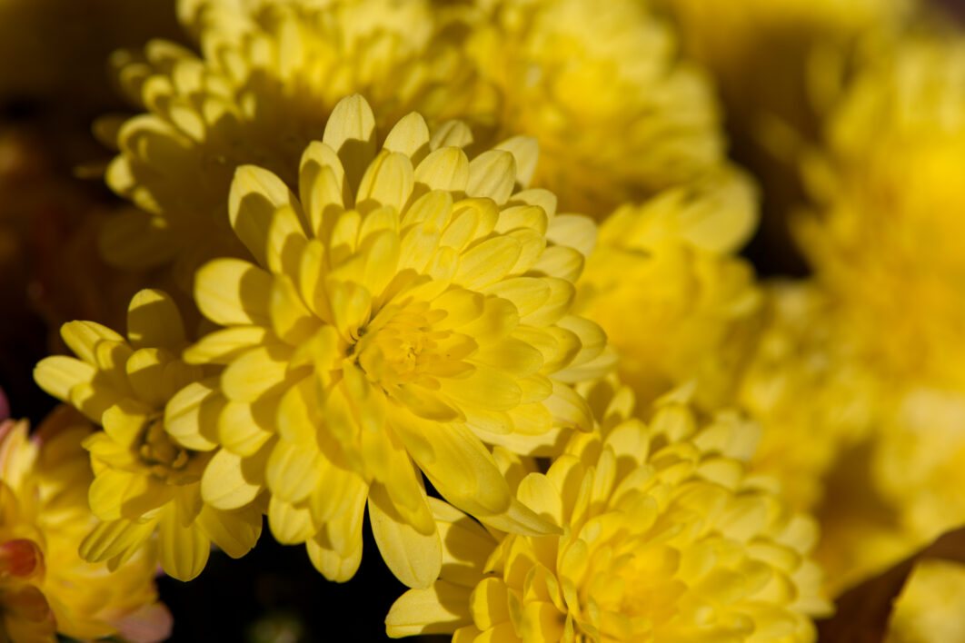 Yellow Flowers Background