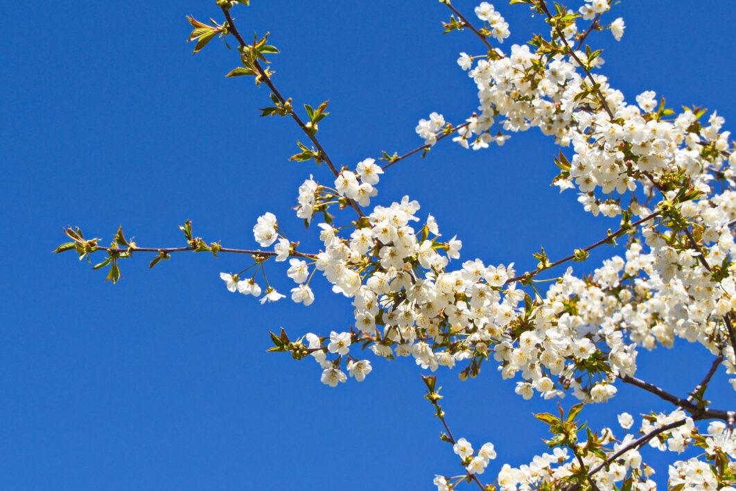 Tree Blossoms Branches