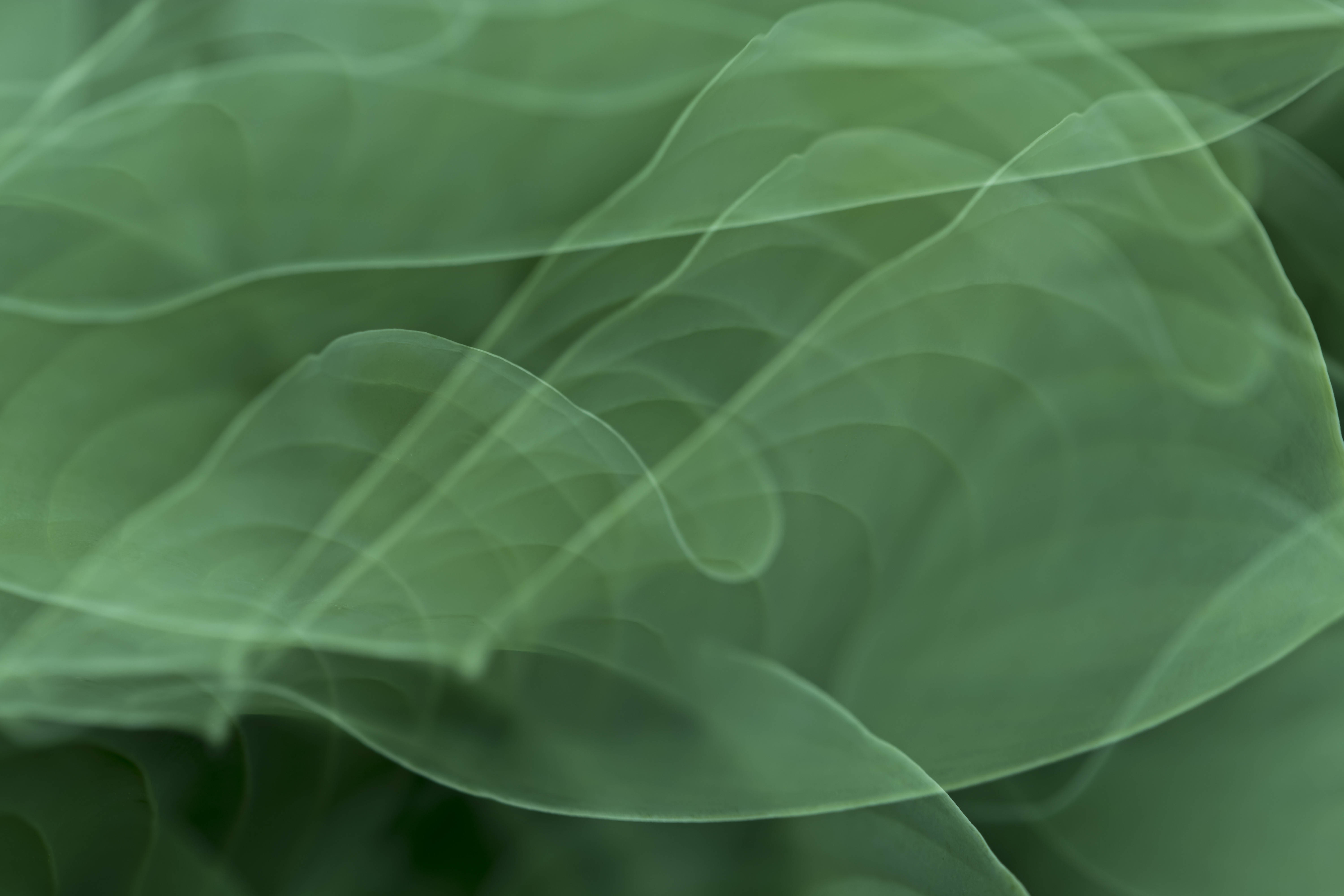 Green Abstract Background Royalty Free Photo