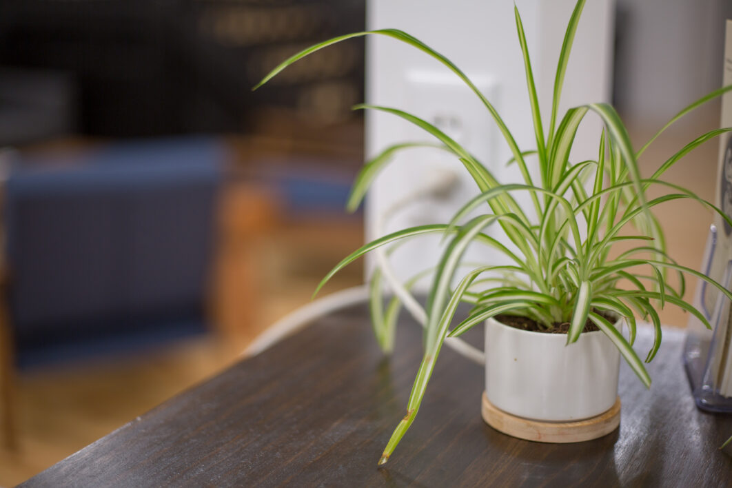 Potted Plant Table